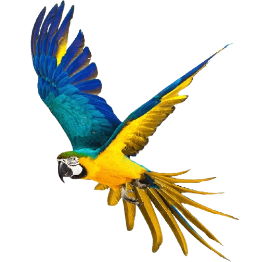 Guacamaya representativa de la biodiversidad en proyectos de consultoría ambiental biótica